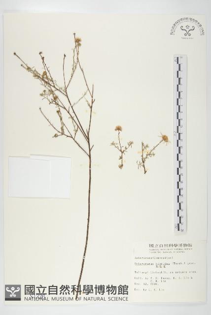 狗娃花藏品圖，第1張