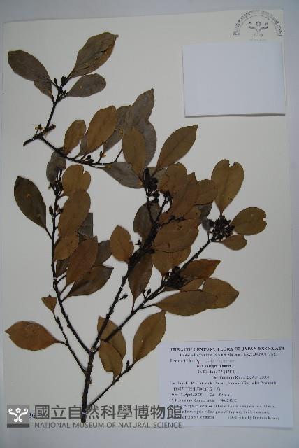 全緣葉冬青藏品圖，第1張