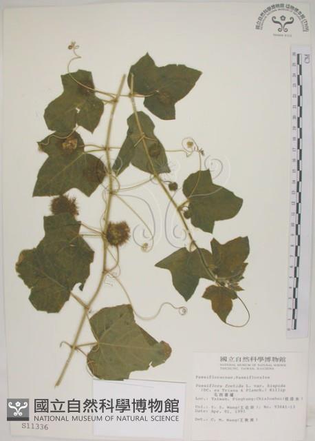 毛西番蓮藏品圖，第1張