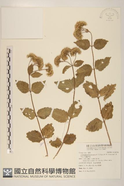 花蓮澤蘭藏品圖，第1張