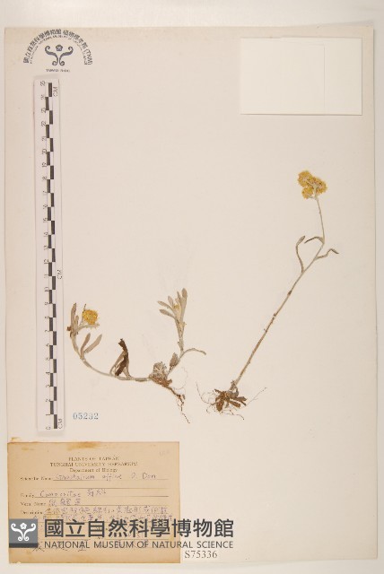 鼠麴草藏品圖，第1張