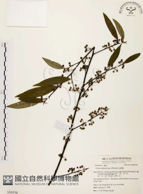 山胡椒藏品圖，第1張