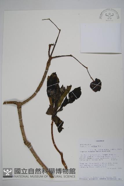 非洲奎寧樹藏品圖，第1張