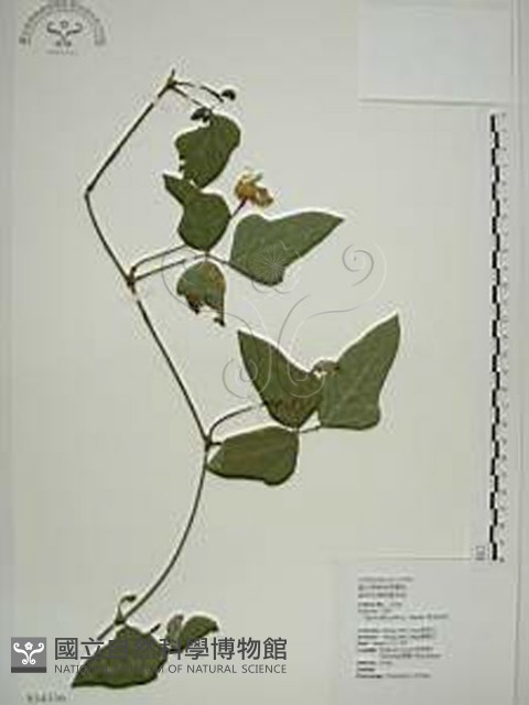 曲毛豇豆藏品圖，第1張