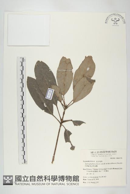 耿氏虎皮楠藏品圖，第1張