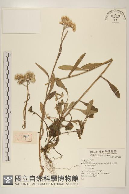 登錄號:S074336藏品圖，第1張