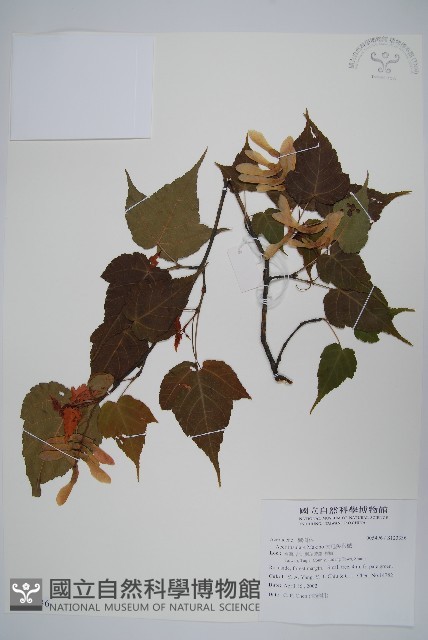 大屯尖葉槭, 川上氏槭藏品圖，第1張
