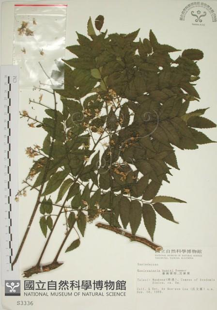 臺灣欒樹藏品圖，第1張