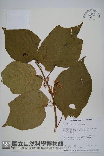 華八角楓藏品圖，第1張