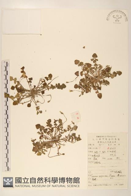 稻槎菜藏品圖，第1張