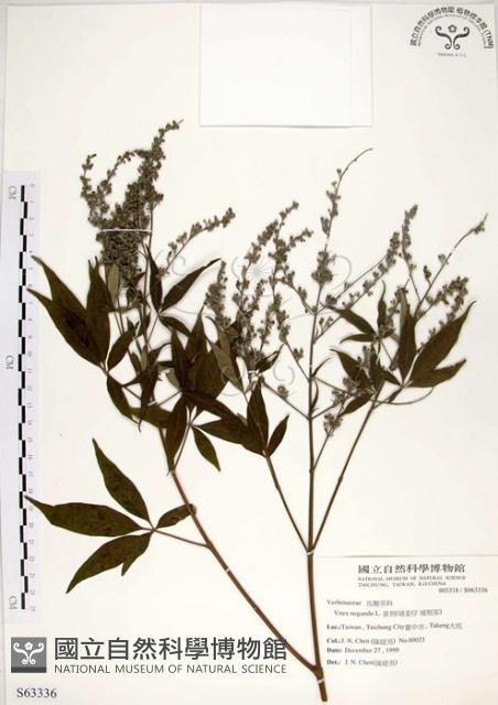 黃荊藏品圖，第1張