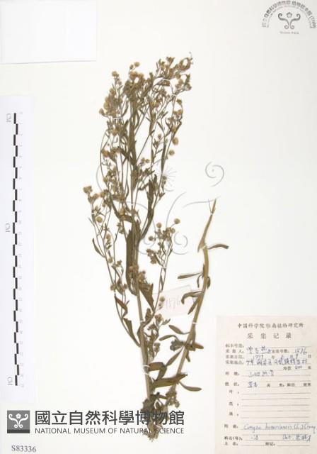 美洲假蓬藏品圖，第1張