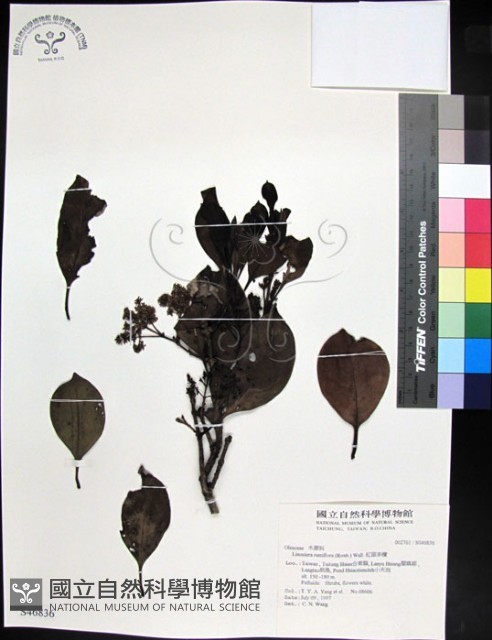 紅頭李欖, 蘭嶼李欖藏品圖，第1張