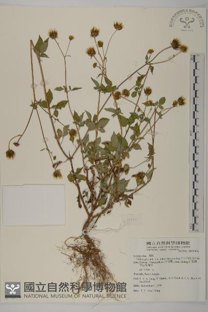 小白花鬼針藏品圖，第1張