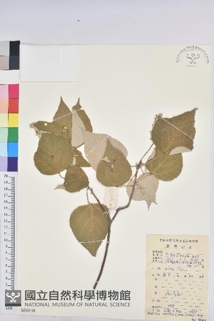 白背葉藏品圖，第1張