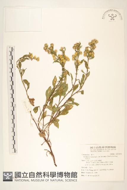 一枝黃花藏品圖，第1張