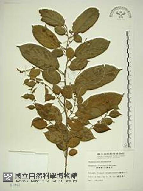 桶鉤藤藏品圖，第1張