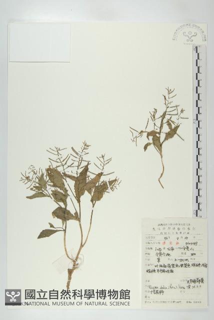 小葶藶藏品圖，第1張