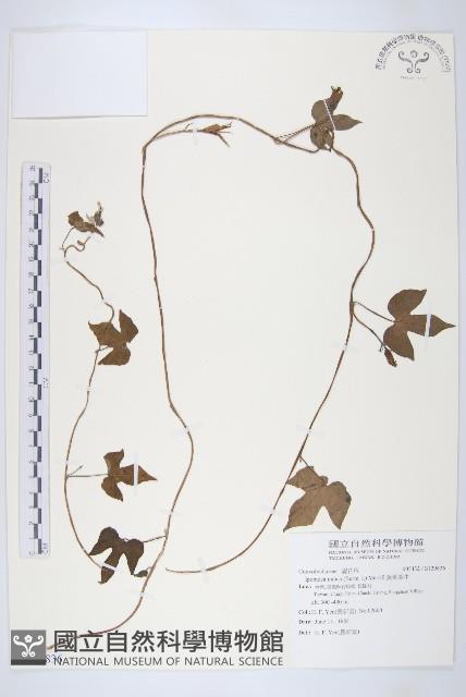 銳葉牽牛藏品圖，第1張