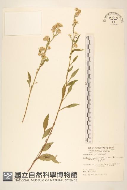 一枝黃花藏品圖，第1張