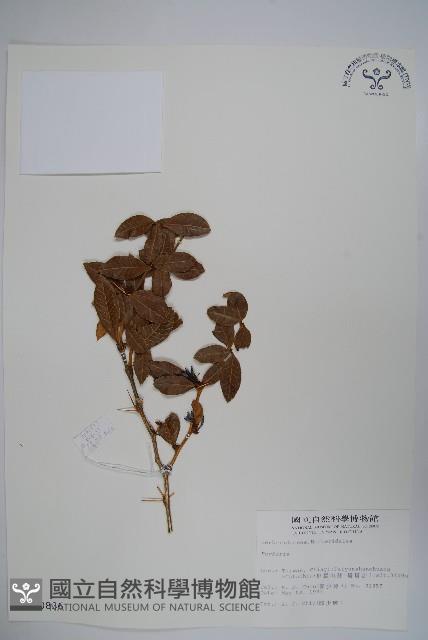 臺灣小蘗藏品圖，第1張