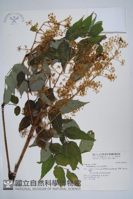 裡白蔥木藏品圖，第1張