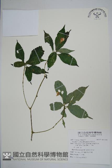 紫花鳳仙花藏品圖，第1張
