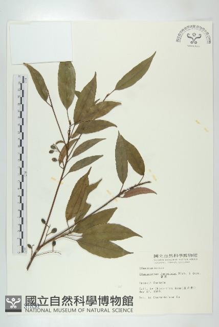 薯豆藏品圖，第1張