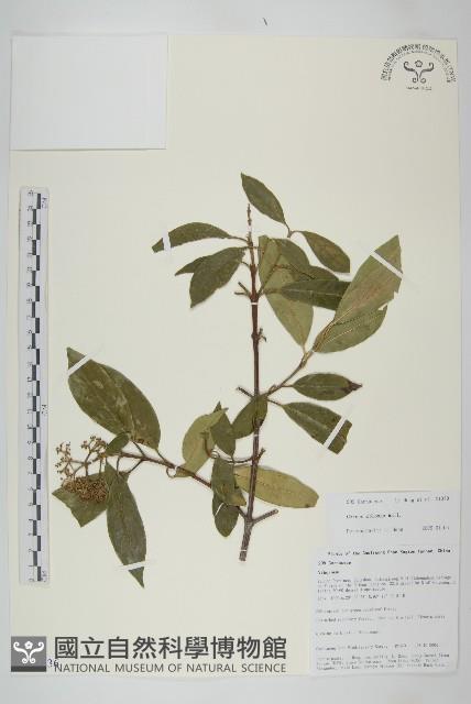 短圓葉棶木藏品圖，第1張