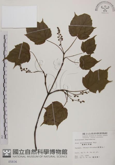 臺灣紅榨槭藏品圖，第1張