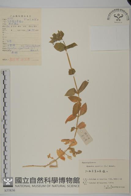 牛繁縷藏品圖，第1張