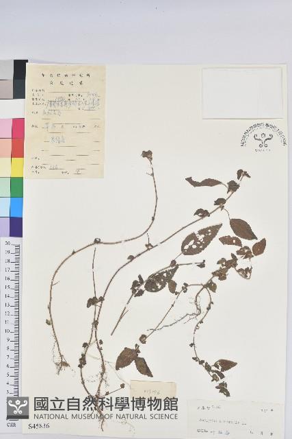 鐵莧菜藏品圖，第1張