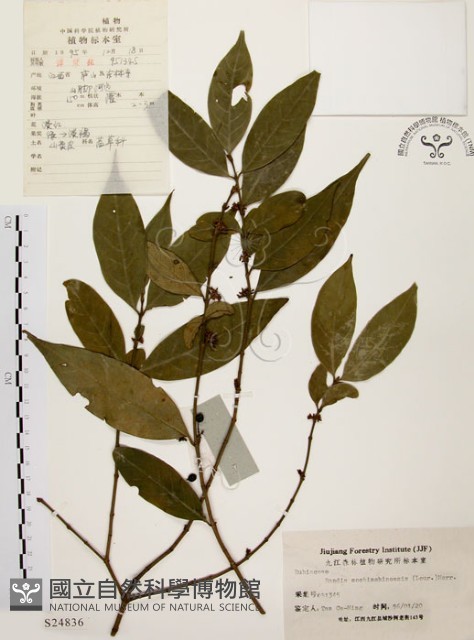 茜草樹藏品圖，第1張