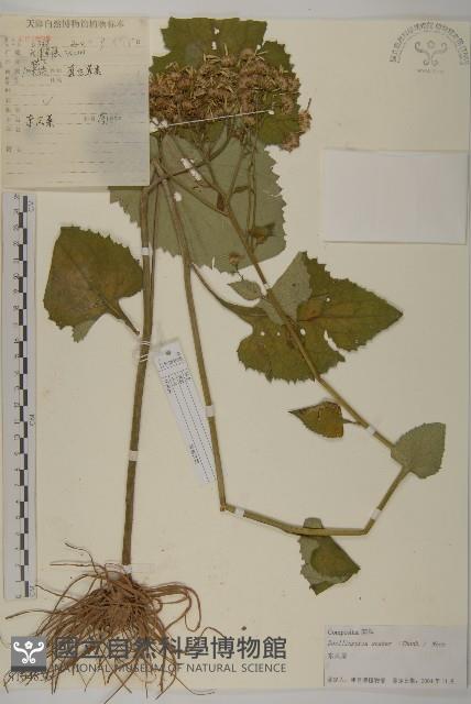 東風菜藏品圖，第1張