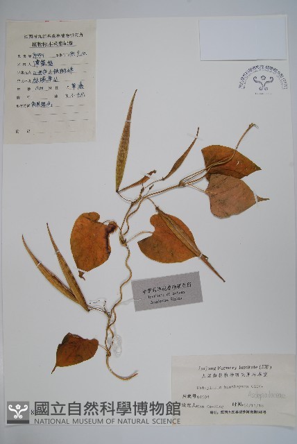 華蘿藦、奶漿藤藏品圖，第1張