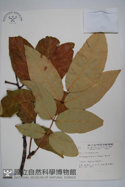 鐘萼木藏品圖，第1張