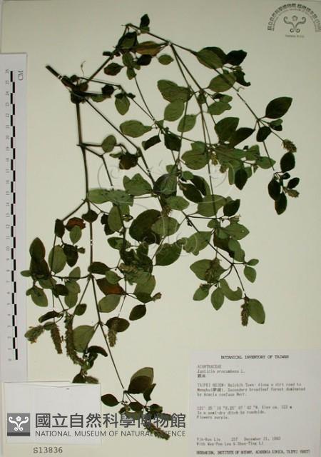 爵床藏品圖，第1張