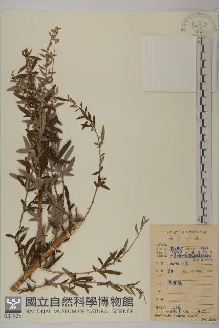 小艾、矮蒿藏品圖，第1張