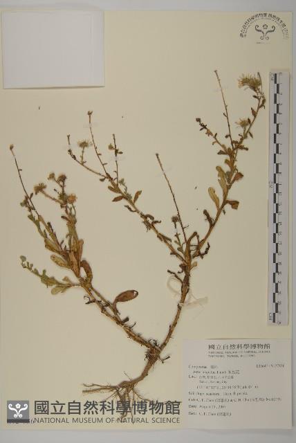 狗娃花藏品圖，第1張