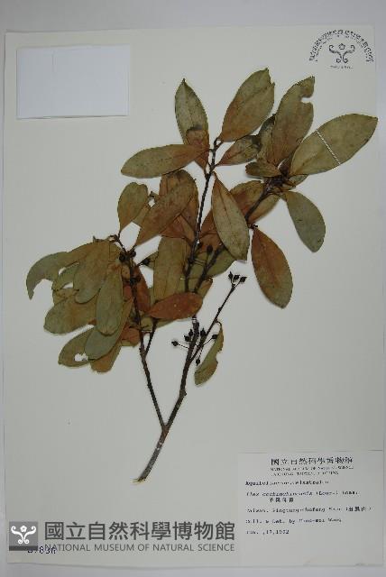 革葉冬青藏品圖，第1張
