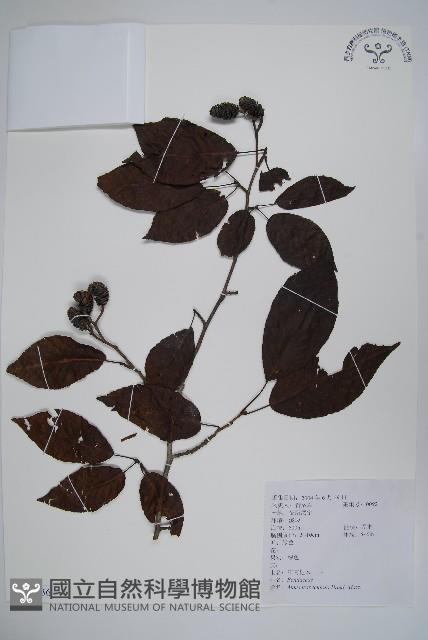 江南榿木藏品圖，第1張