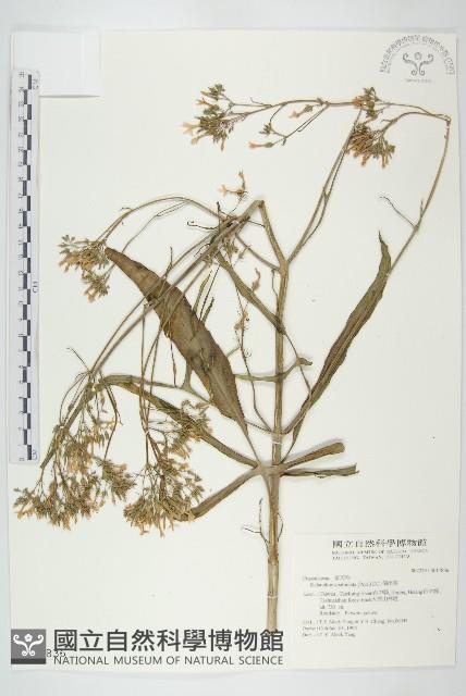 倒吊蓮、匙葉燈籠草藏品圖，第1張