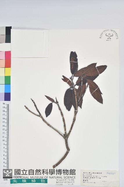 森氏杜鵑、森氏滿江紅藏品圖，第1張