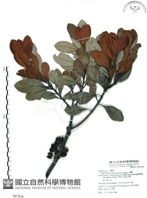 山欖、樹青藏品圖，第1張