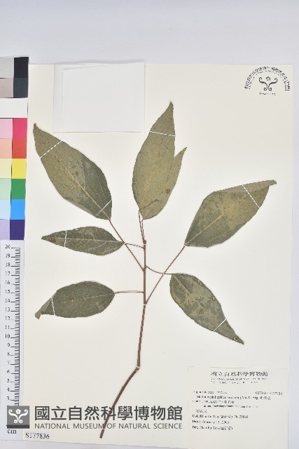 粗糠柴藏品圖，第1張