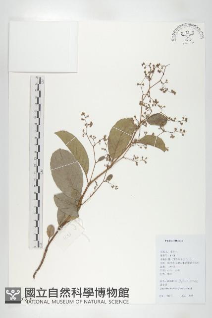 錫葉藤藏品圖，第1張