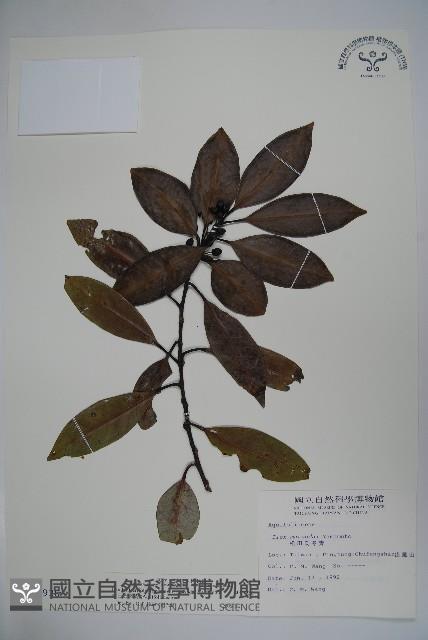 松田氏冬青藏品圖，第1張