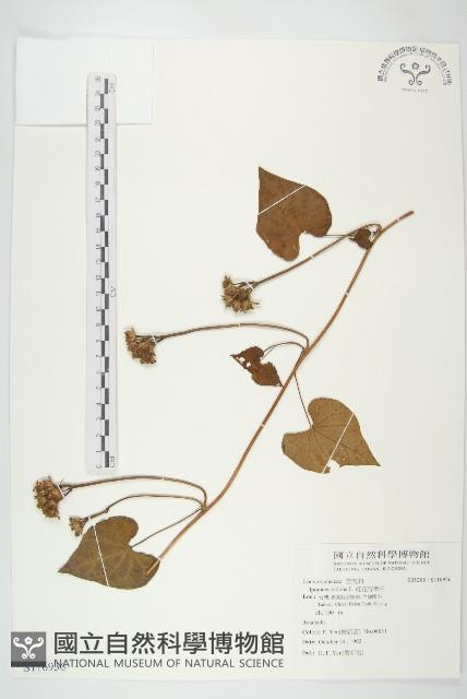 紅花野牽牛藏品圖，第1張