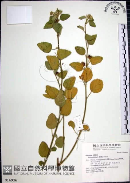 圓葉金午時花藏品圖，第1張