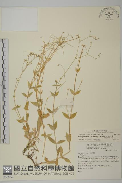 高山無心菜藏品圖，第1張